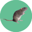 Pest Control Mice
